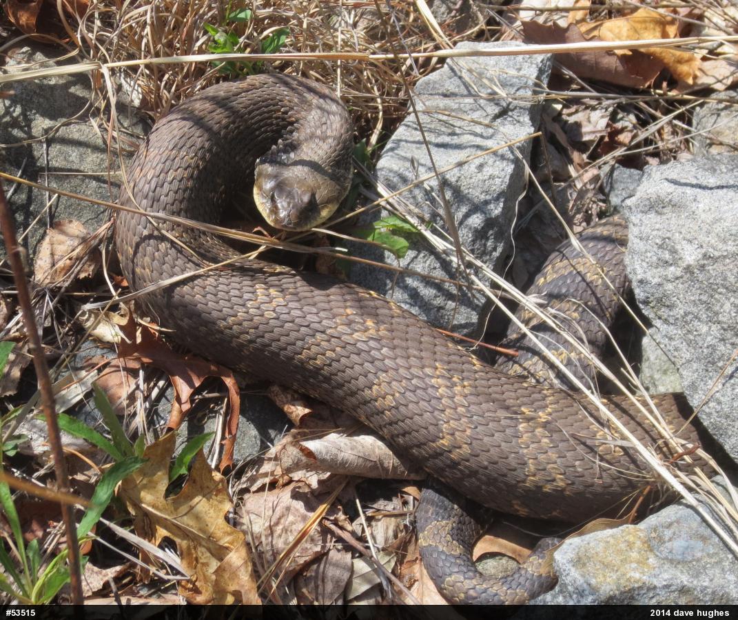 Eastern Hog-nosed Snake