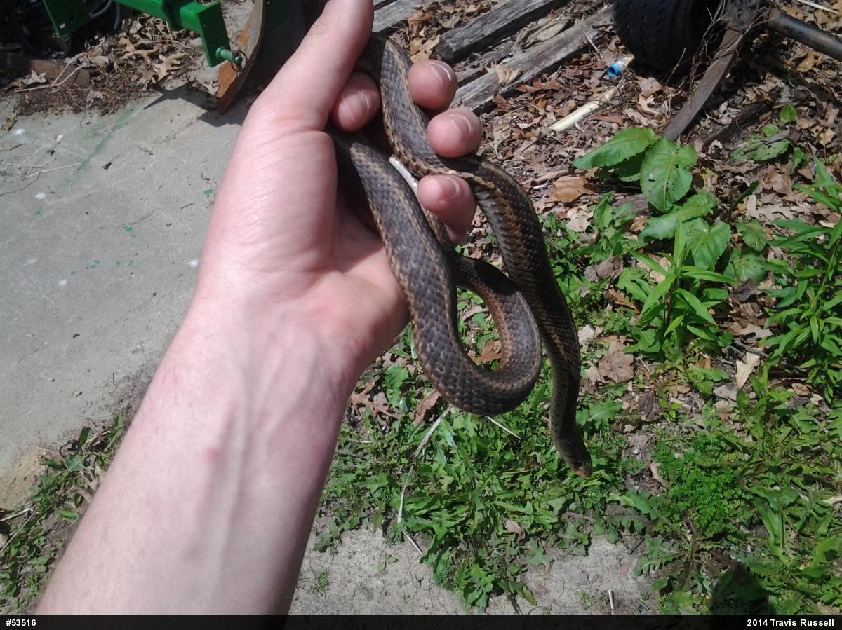 Eastern Gartersnake