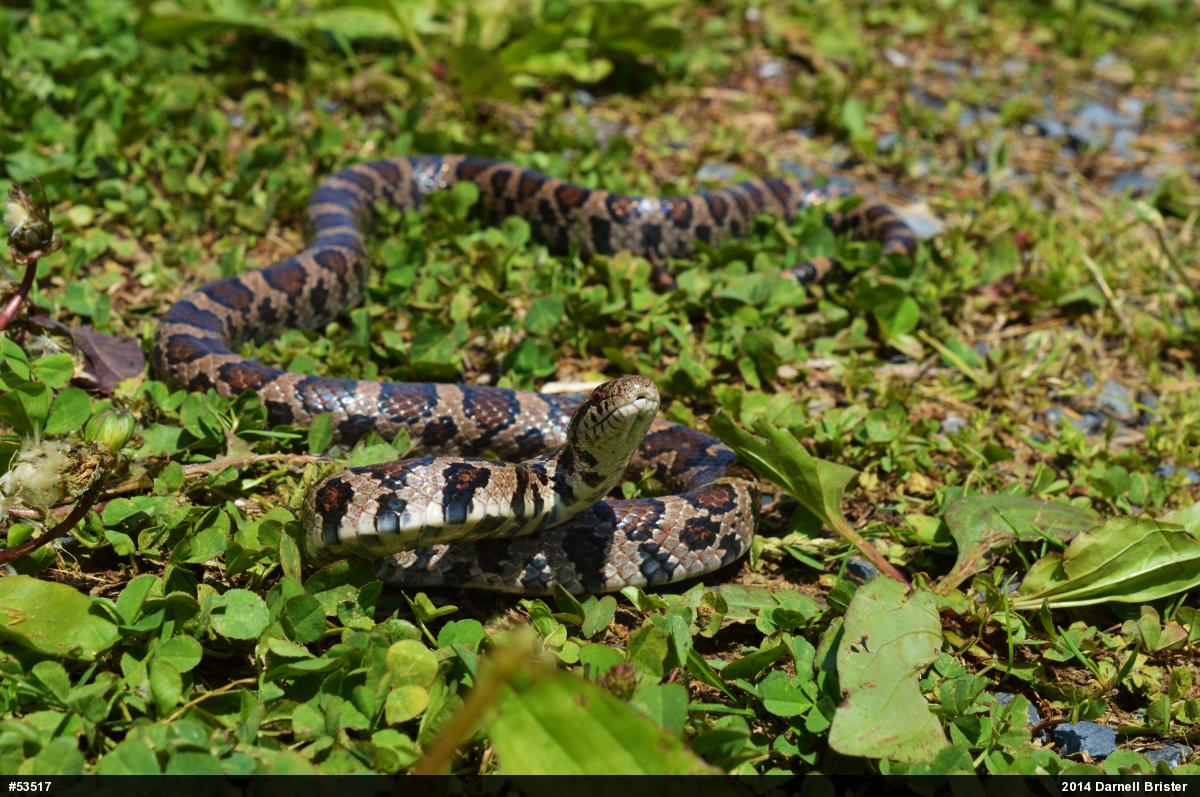 Eastern Milksnake