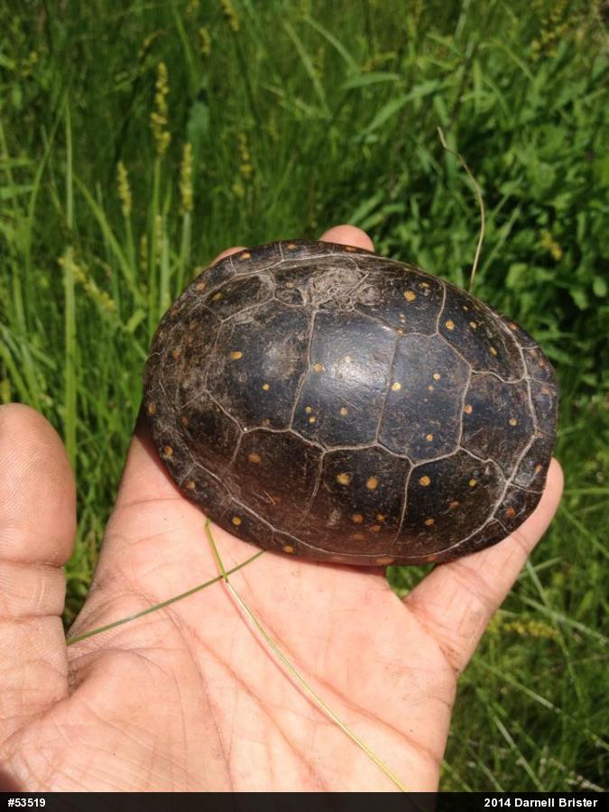 Spotted Turtle