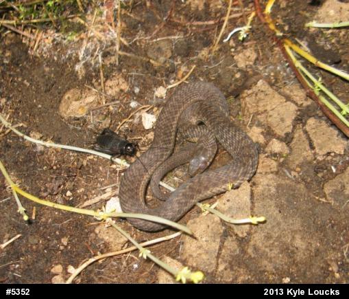 Eastern Gartersnake
