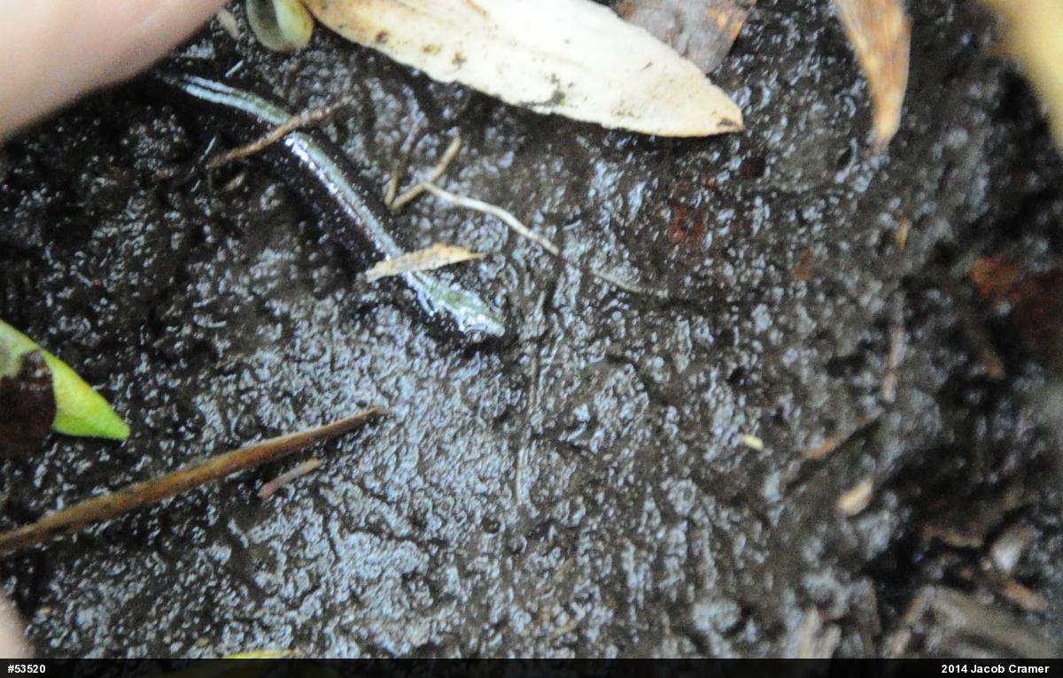 Eastern Red-backed  Salamander