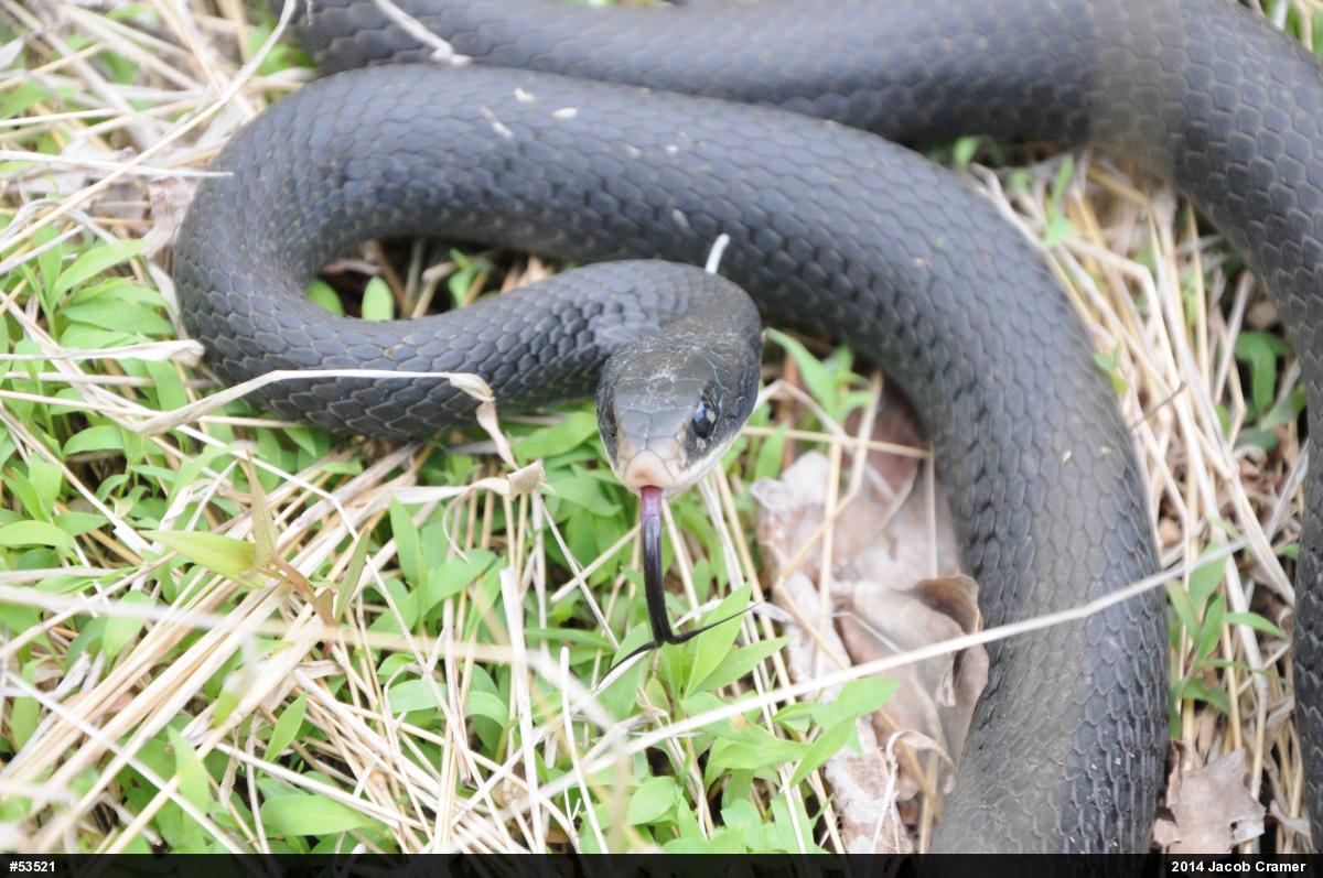 Northern Black Racer