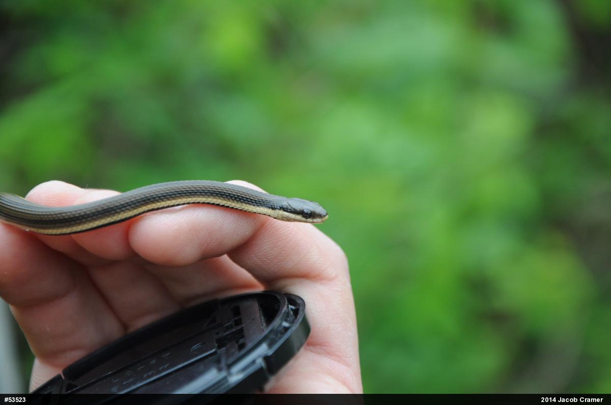 Queensnake