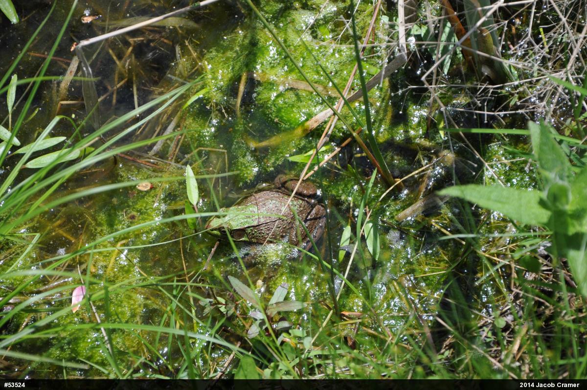 Green Frog