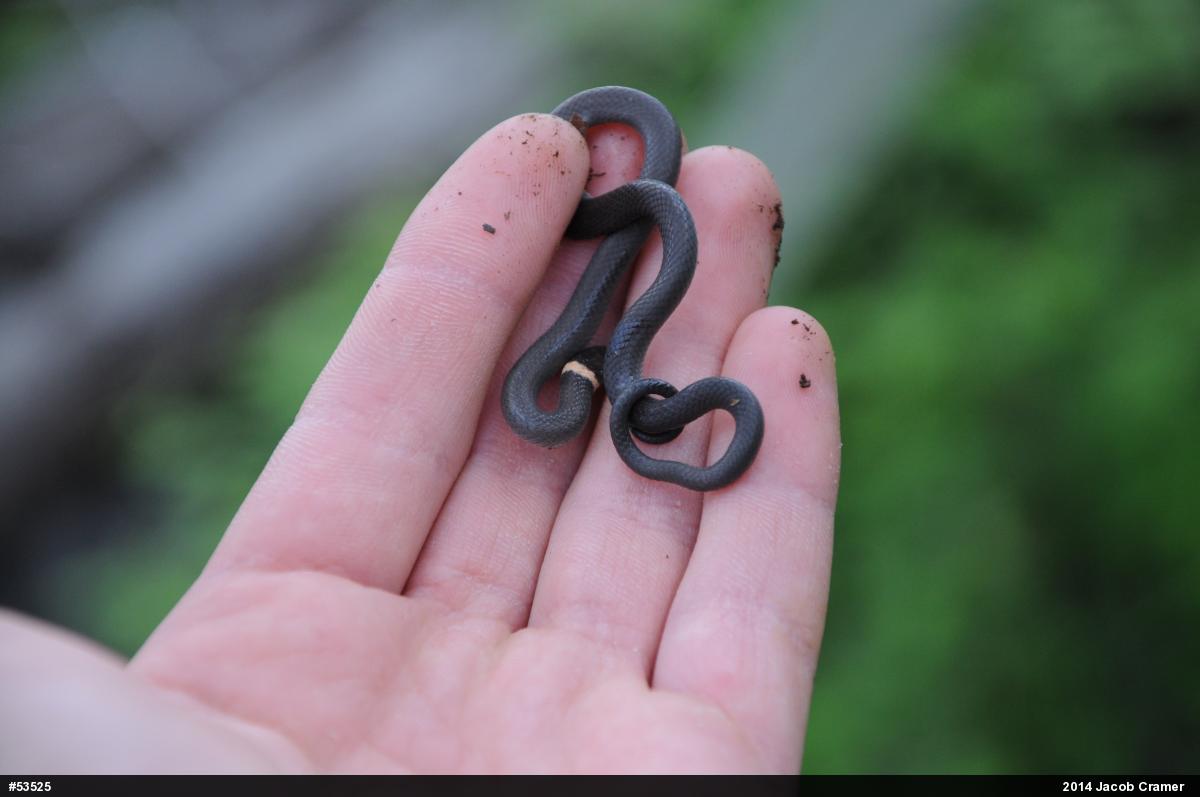 Northern Ring-necked Snake