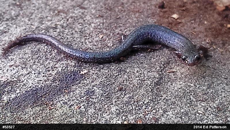 Valley And Ridge Salamander
