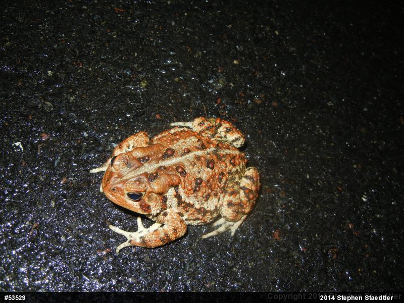 Eastern American Toad