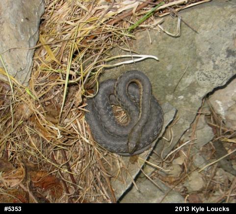 Eastern Gartersnake