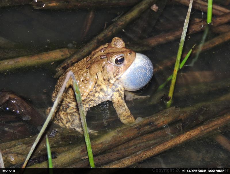 Eastern American Toad