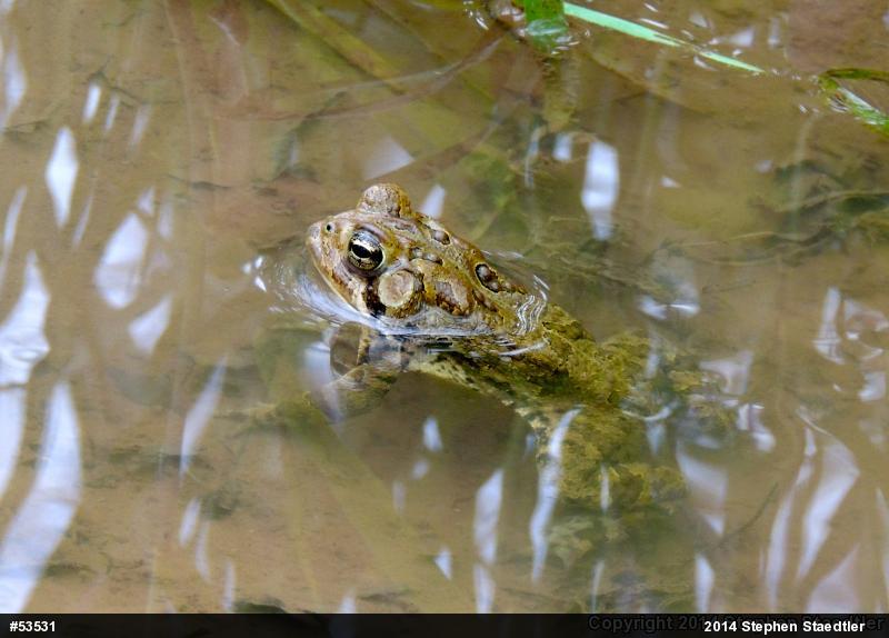 Eastern American Toad