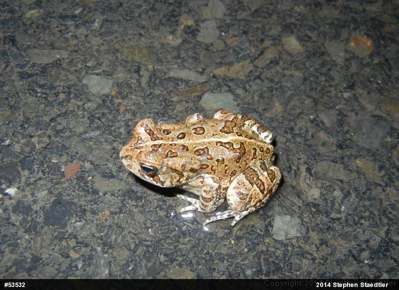 Fowler's Toad