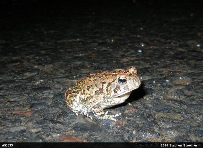 Fowler's Toad