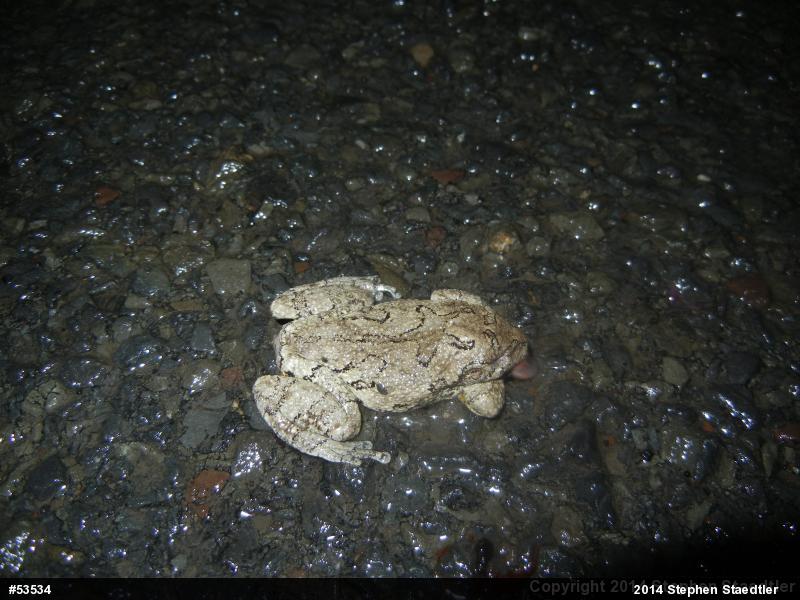 Gray Treefrog