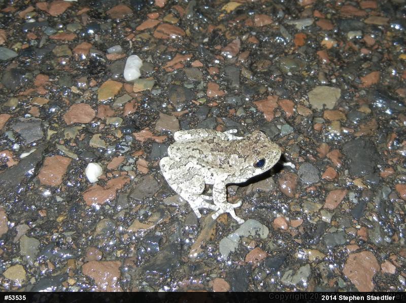 Gray Treefrog