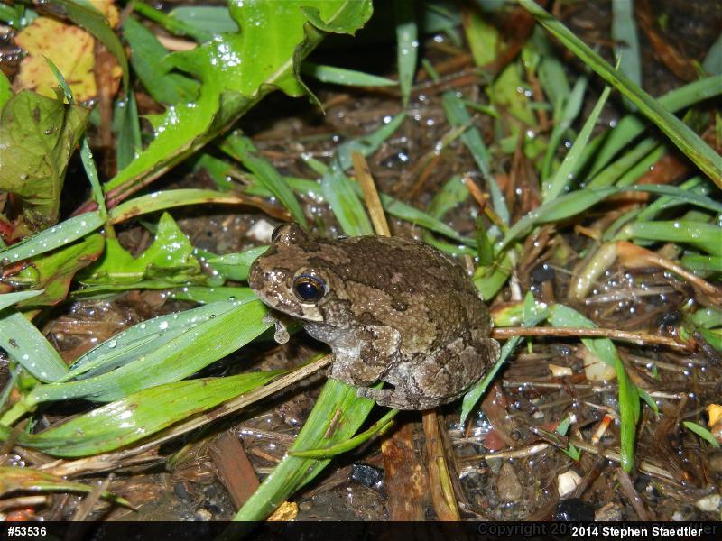 Gray Treefrog