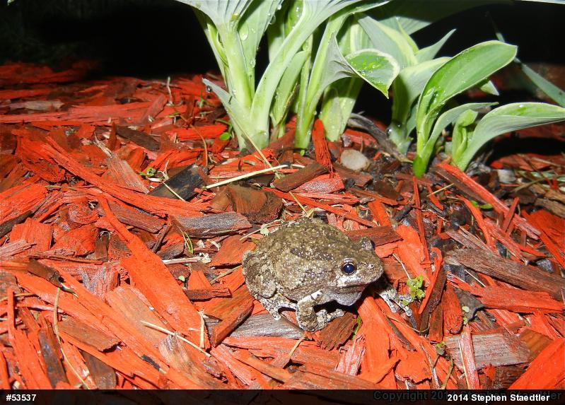 Gray Treefrog