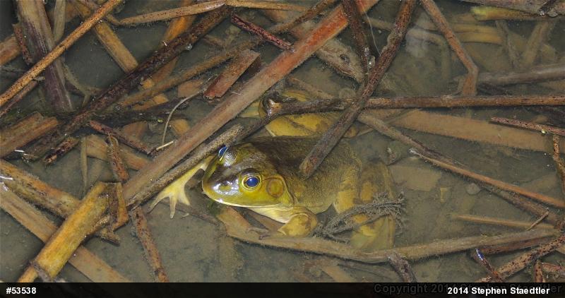 American Bullfrog