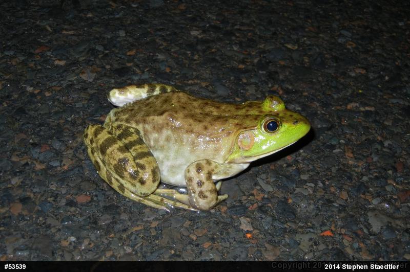 American Bullfrog