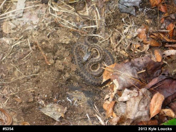 Eastern Gartersnake