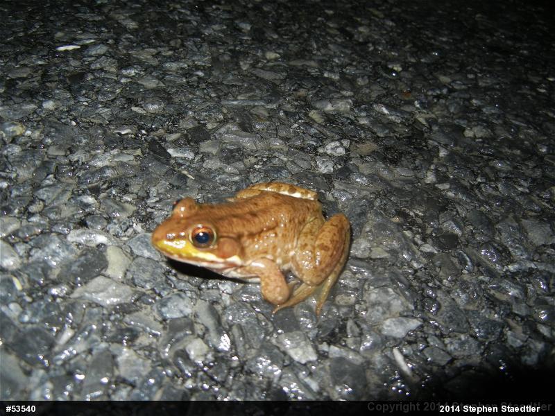 Green Frog