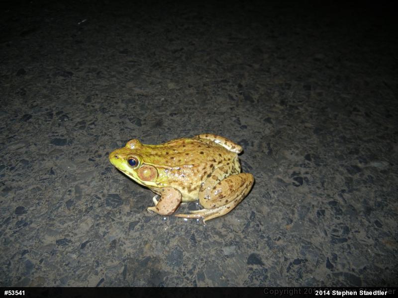 Green Frog