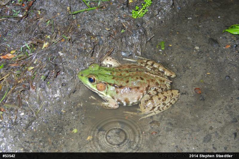 Green Frog