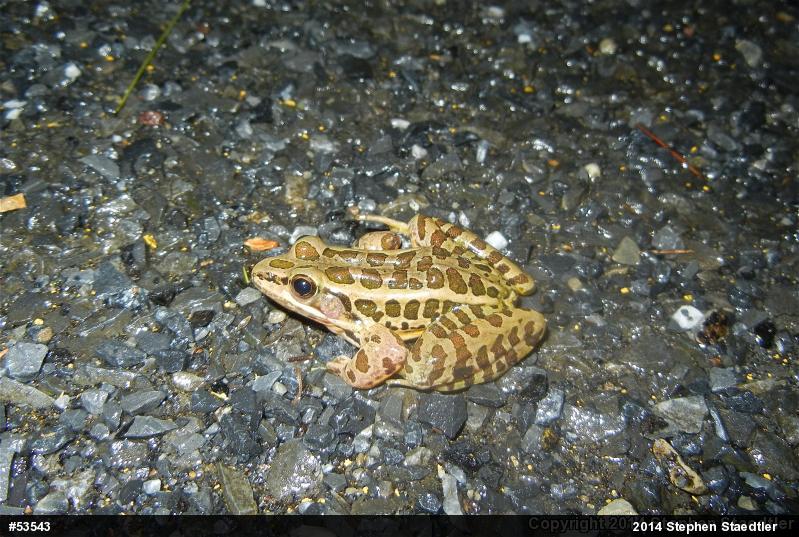 Pickerel Frog