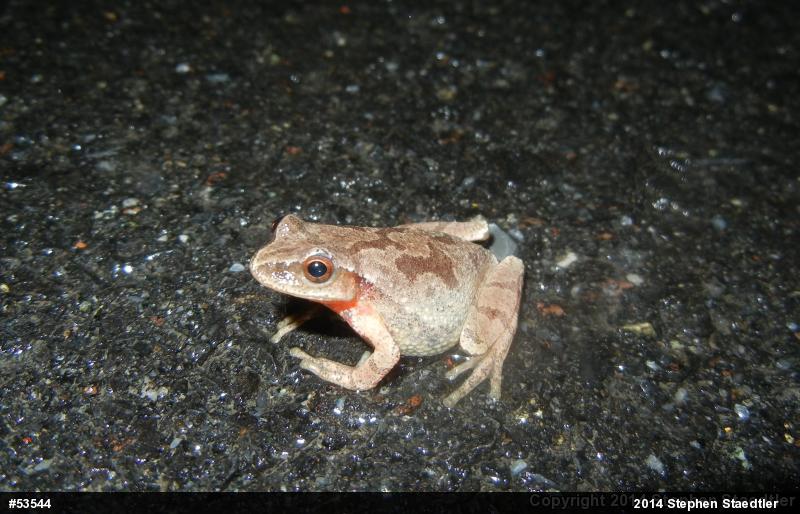 Spring Peeper