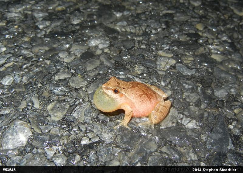 Spring Peeper
