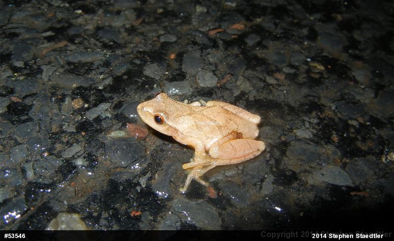 Spring Peeper