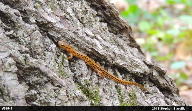 Eastern Long-tailed Salamander