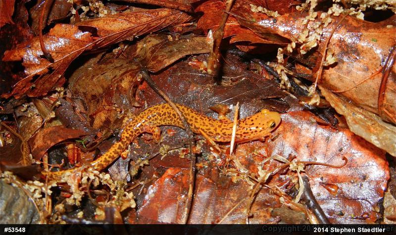 Eastern Long-tailed Salamander