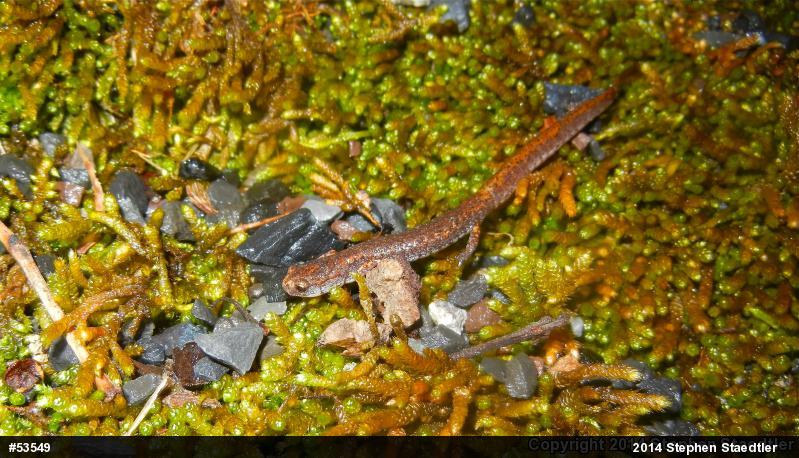 Four-toed Salamander