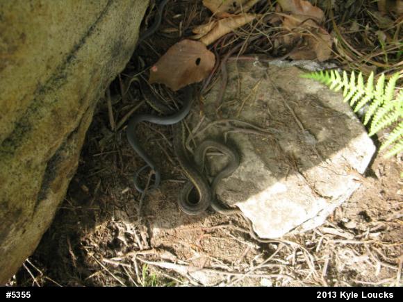 Eastern Gartersnake
