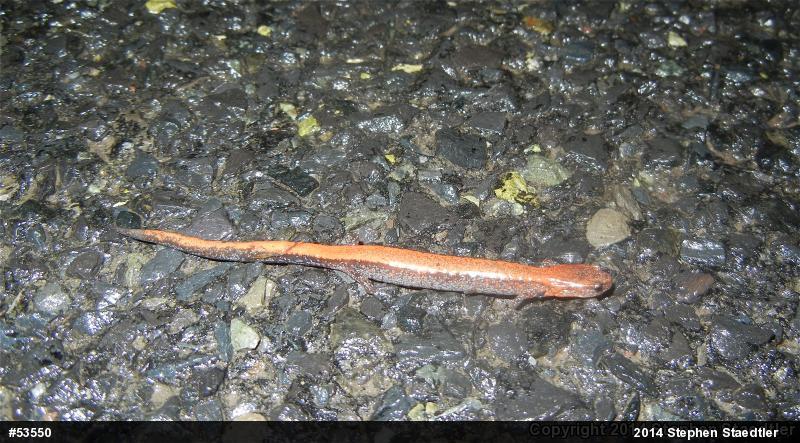 Eastern Red-backed  Salamander