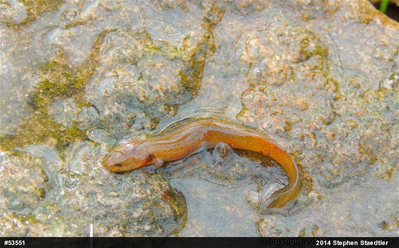 Northern Red Salamander