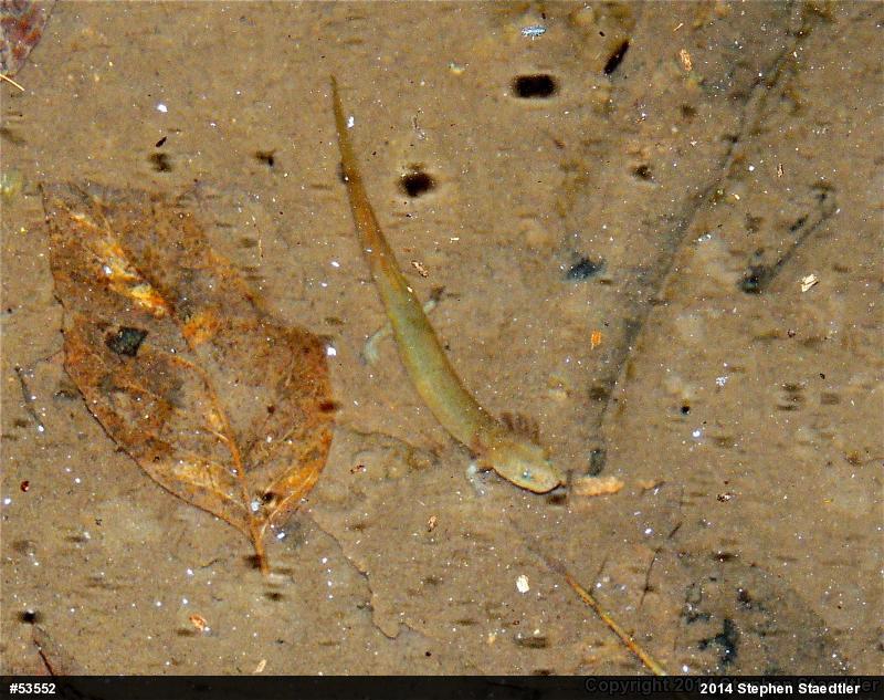 Northern Red Salamander