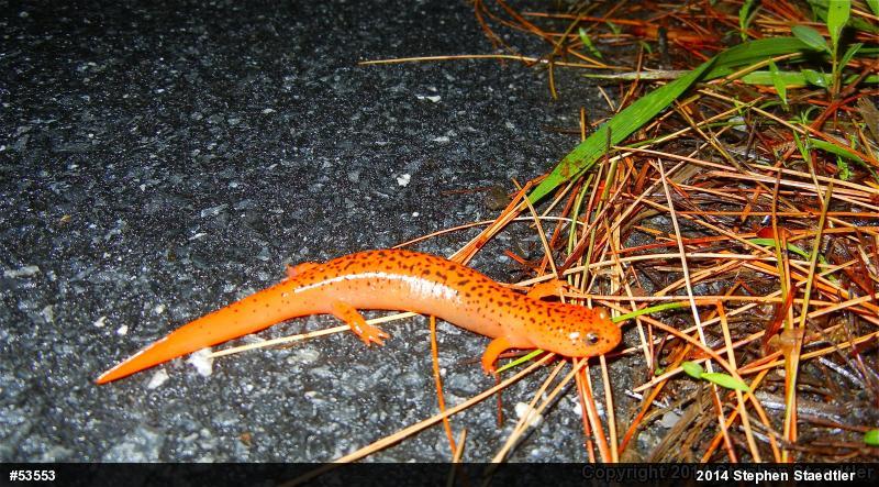 Northern Red Salamander