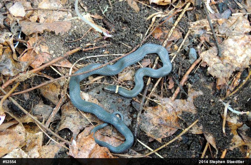 Northern Ring-necked Snake