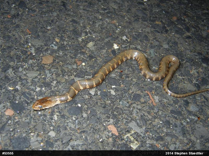 Northern Watersnake