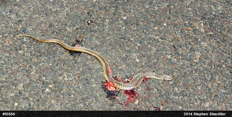 Eastern Gartersnake
