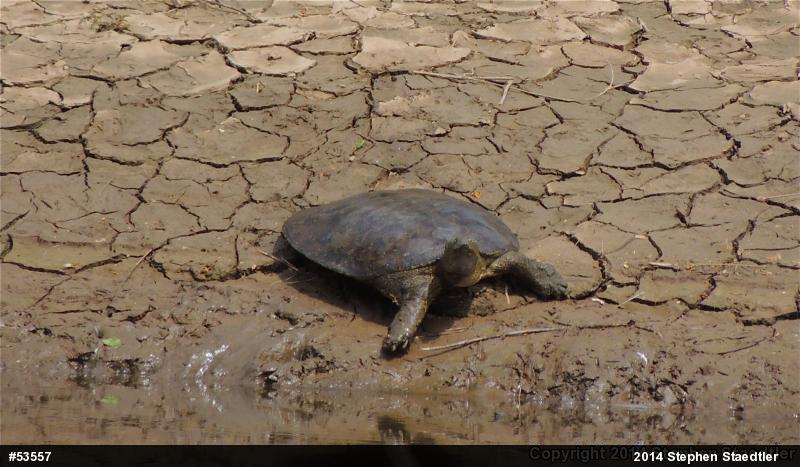 Eastern Spiny Softshell