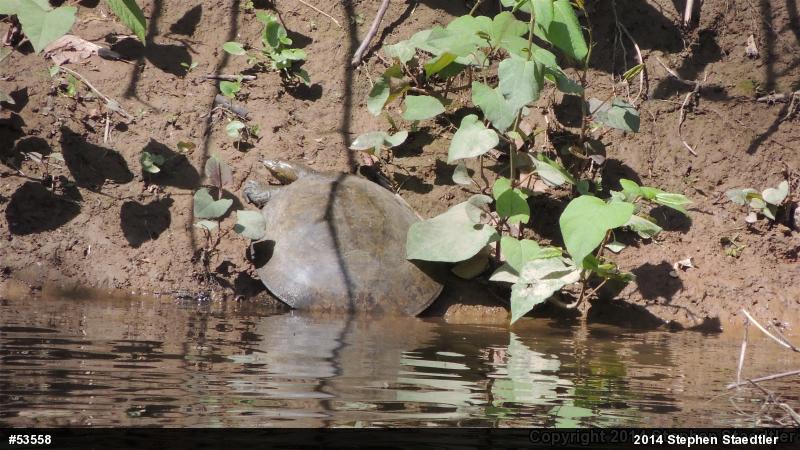 Eastern Spiny Softshell