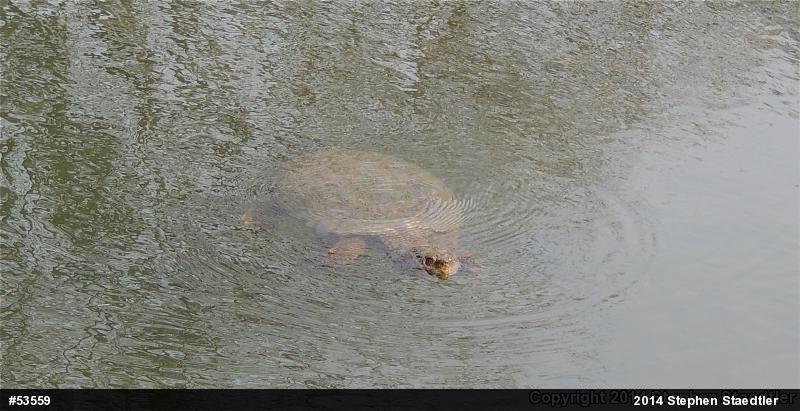 Snapping Turtle