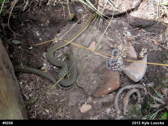 Eastern Gartersnake
