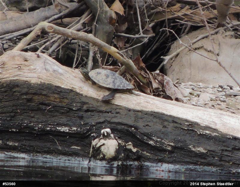 Northern Map Turtle