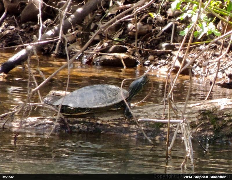 Northern Map Turtle