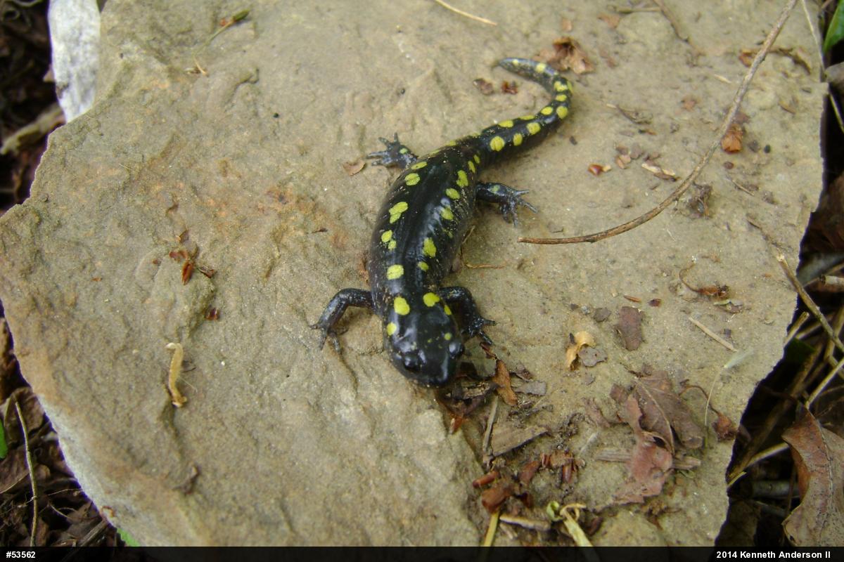 Spotted Salamander
