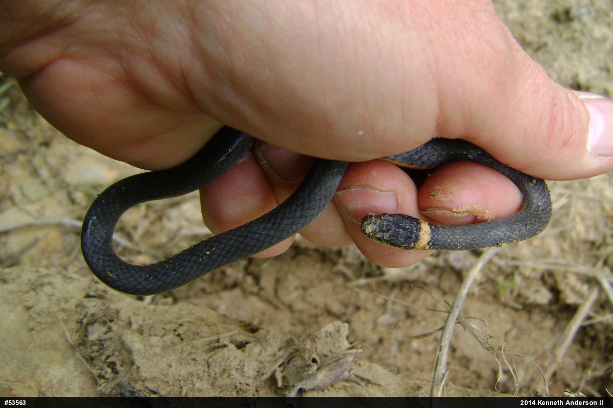 Northern Ring-necked Snake